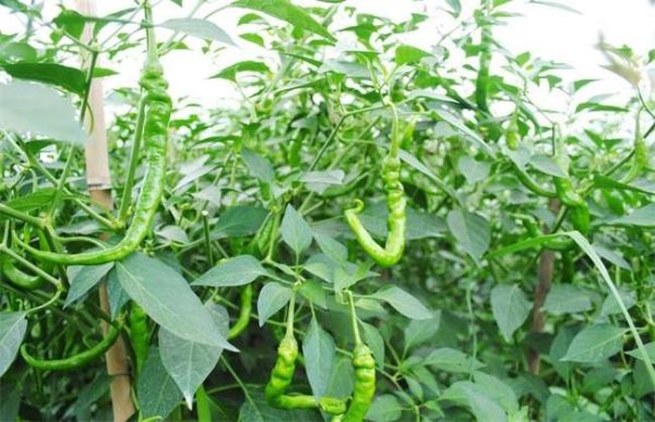 10亩辣椒种植收入多少？