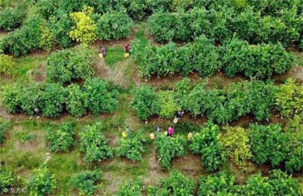 台风来袭果园该怎么多久？