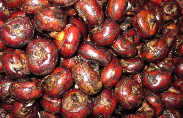 荸荠采收后该怎么贮藏