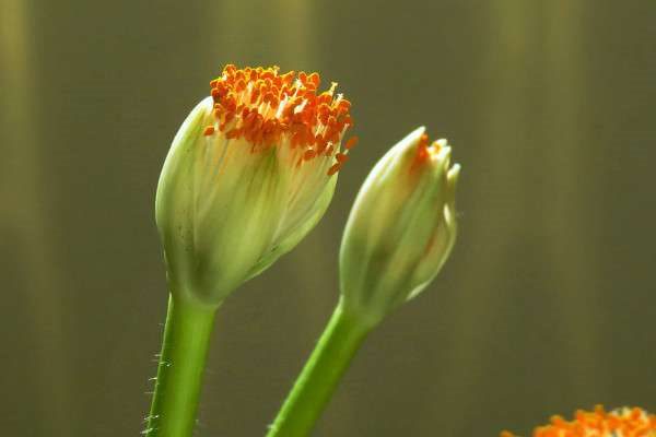 虎耳兰是猫耳兰吗