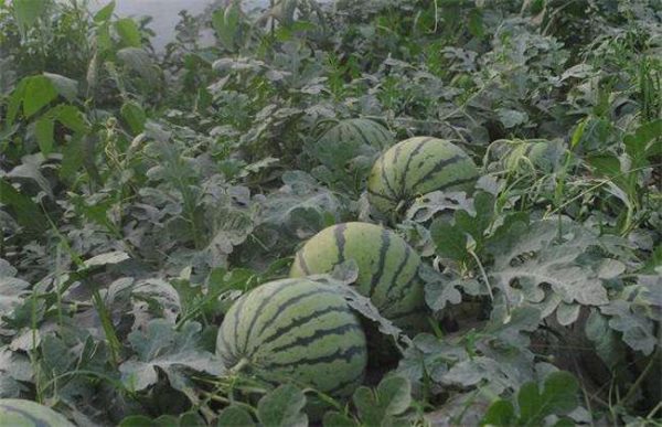 种10亩西瓜能赚多少钱