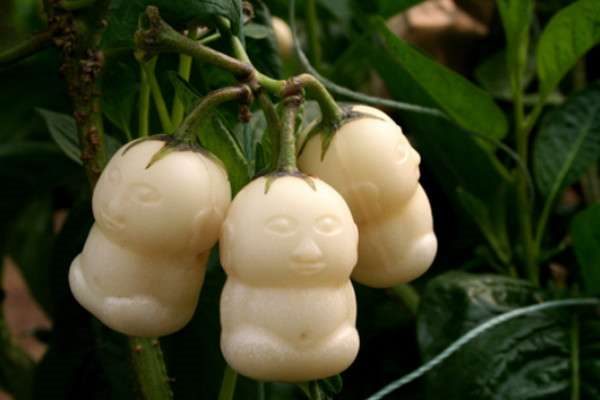 长得像娃娃的水果