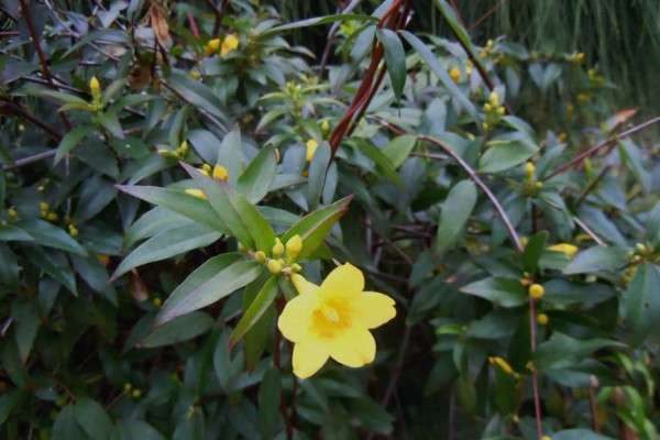 法国香水茉莉有毒吗