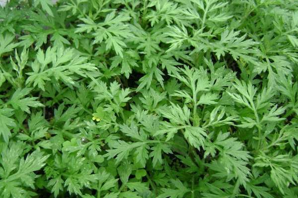 艾草和野艾蒿一样吗