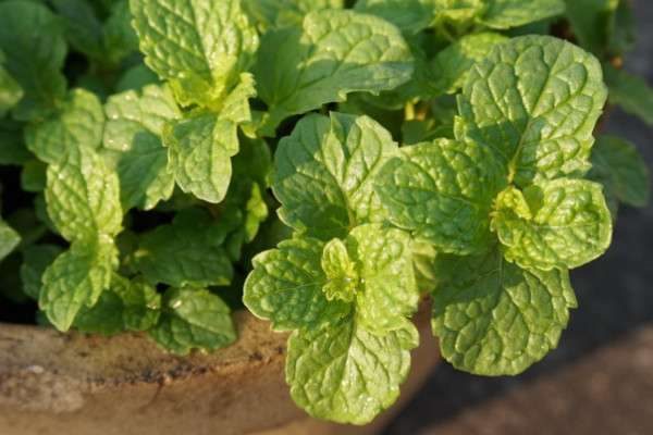 家里为什么不能种薄荷