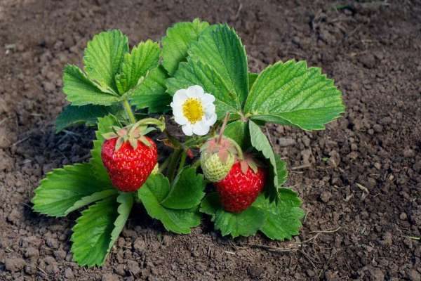 草莓什么时候种