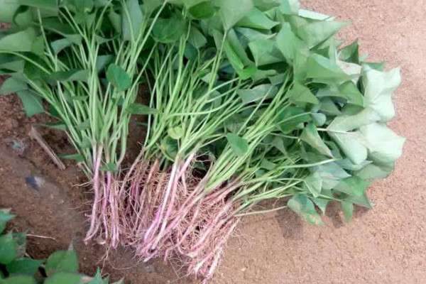 红薯秧苗怎么种