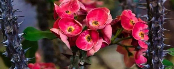 刺梅为什么长刺