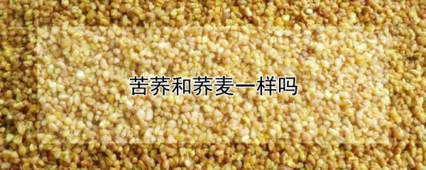 苦荞和荞麦一样吗