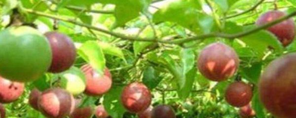 百香果在树上变皱了