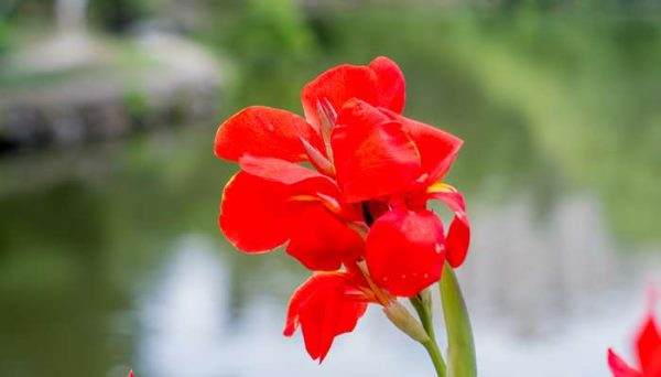 种子的传播方式