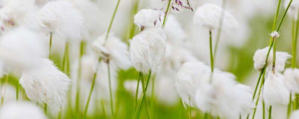 棉花花铃期如何进行肥水管理