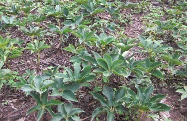 种植一亩重楼成本多少？