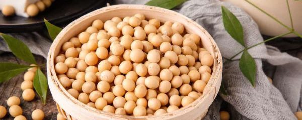 种子的传播方式