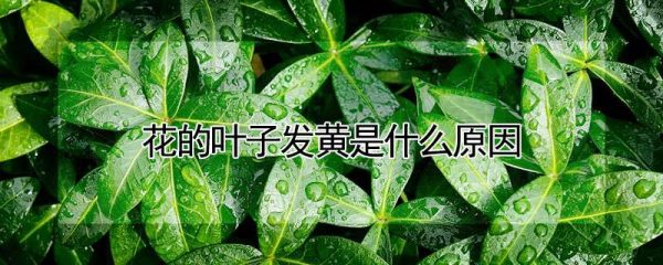 花的叶子发黄是什么原因