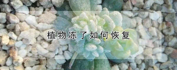 植物冻了如何恢复