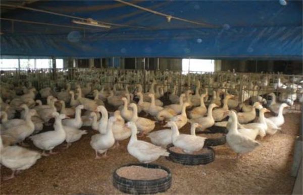 怎样提高养鹅的经济效益