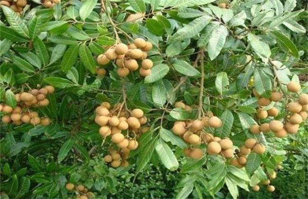 新手如何选择果树品种