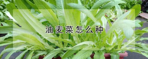 油麦菜怎么种