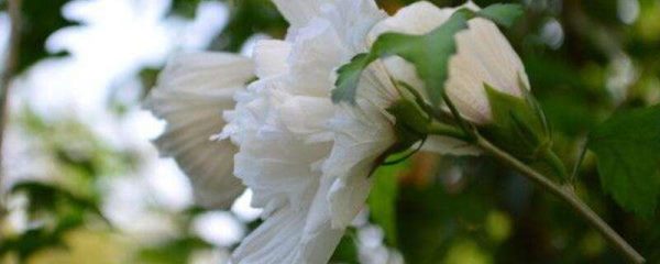 白槿花的功效与作用