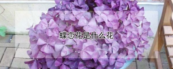 蝶恋花是什么花