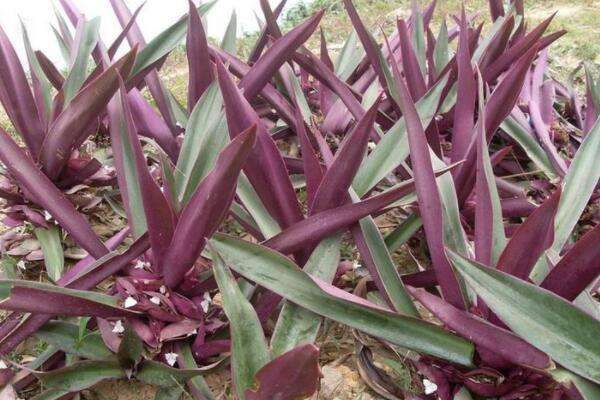 紫鸭趾草要摘心吗