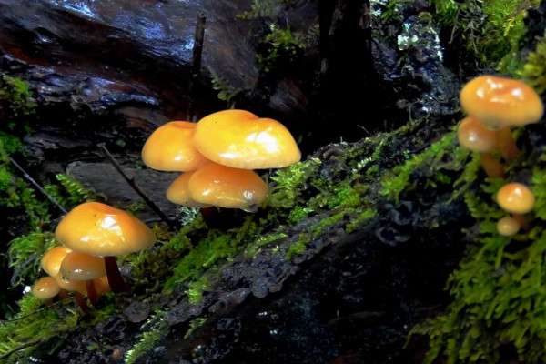 怎么辨别野蘑菇是否有毒