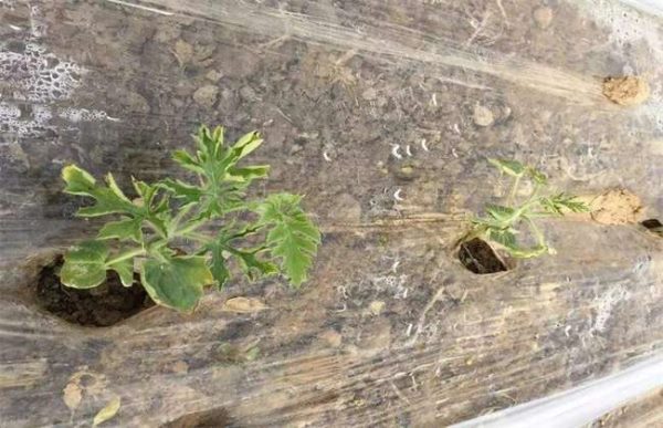 西瓜僵苗怎么办？