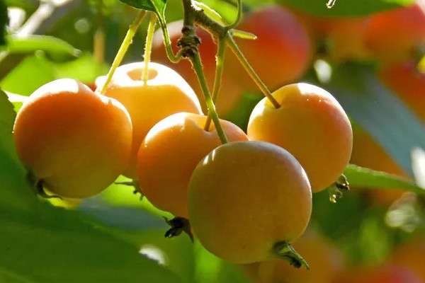 冬红果和海棠果树区别