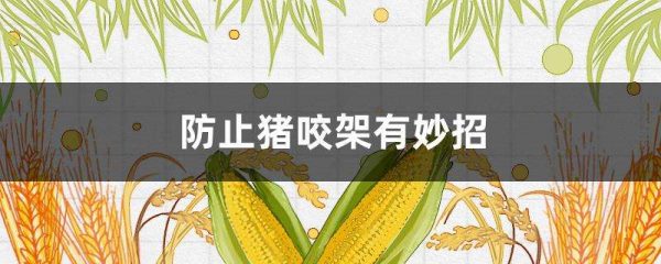 防止猪咬架有妙招