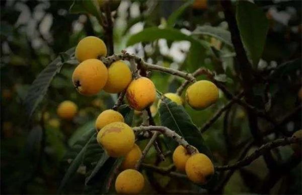 枇杷采收前如何管理