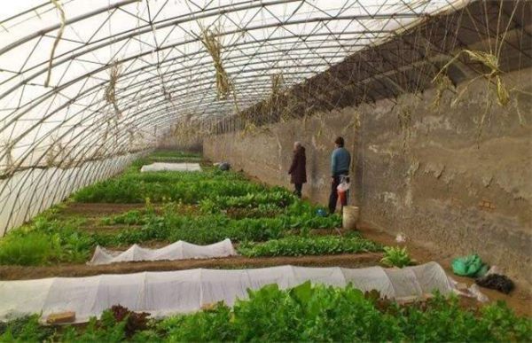 冬季大棚如何排湿