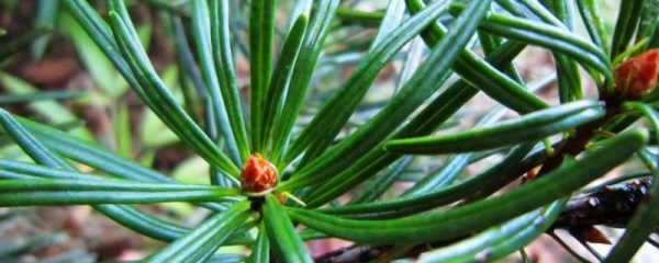 银衫是什么植物