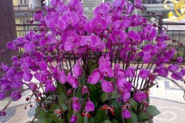 送蝴蝶兰代表什么意思