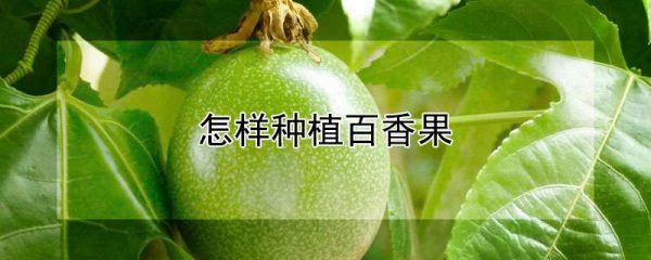 怎样种植百香果