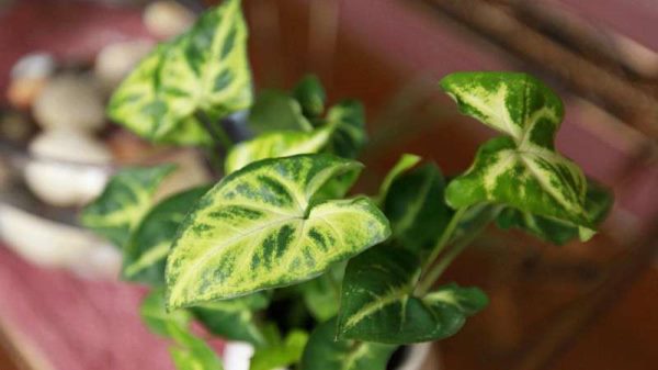 合果芋有没有毒