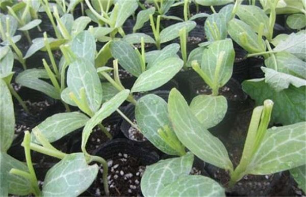 苦瓜春季种植如何育苗