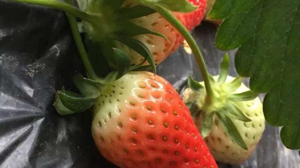 草莓什么时候种植最好