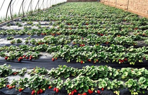 10亩草莓投资多少？