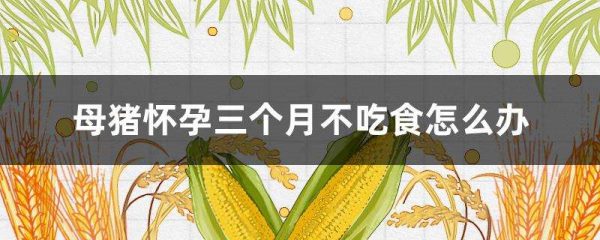母猪怀孕三个月不吃食怎么办？