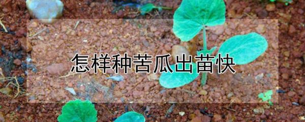 怎样种苦瓜出苗快