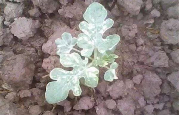 西瓜僵苗怎么办？