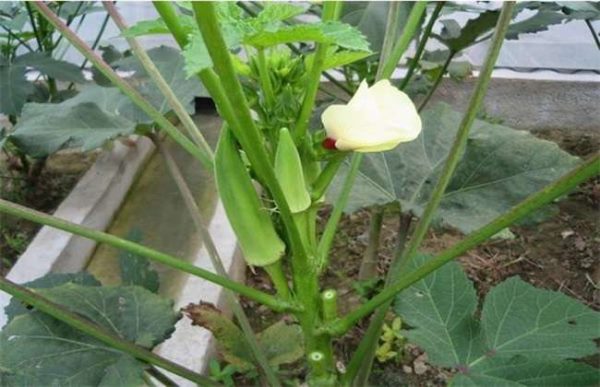 一亩秋葵的利润有多少？