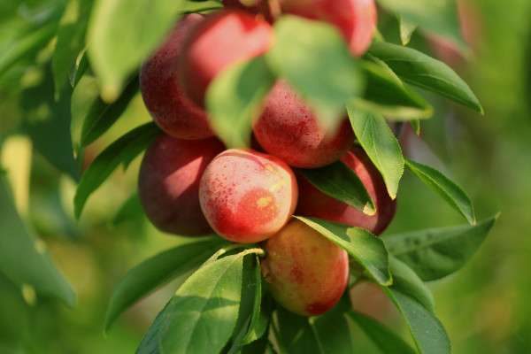 李子苗几年可以结果