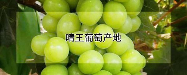 晴王葡萄产地