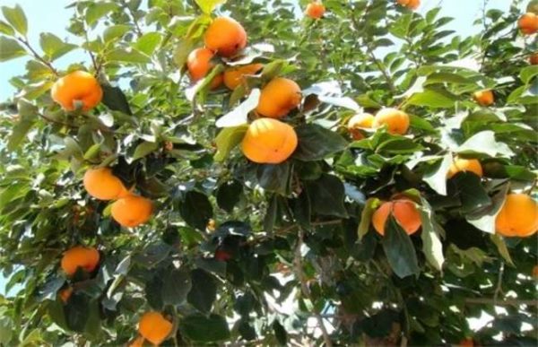 柿子树该怎么育苗