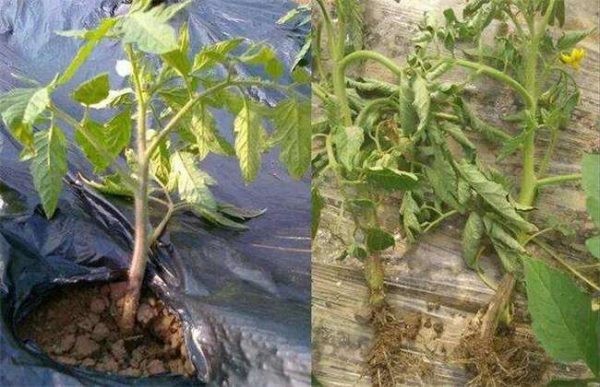 番茄定植就黄头怎么办？