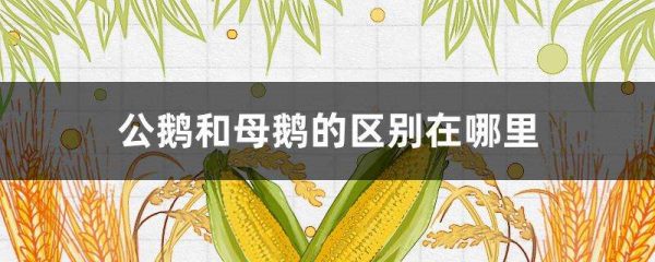 公鹅和母鹅的区别？在哪里