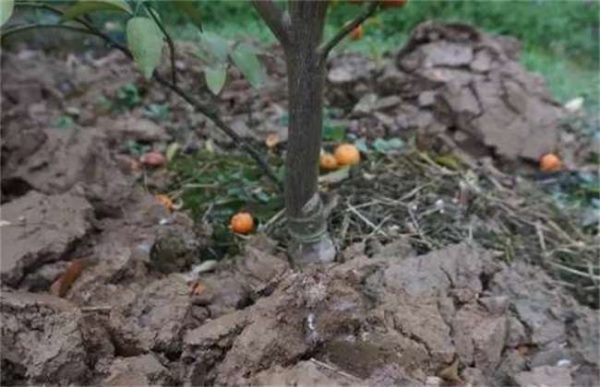 土壤板结有什么危害