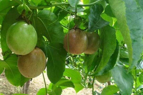 百香果不红怎么办